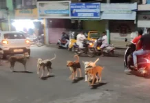 நித்திரவிளை: இறைச்சி கடைகளால் நாய்கள் தொல்லை