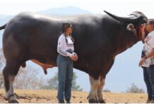 3 வயதில் உலகின் மிக உயரமான எருமை என்ற சாதனையை படைத்த ‘கிங் காங்’!