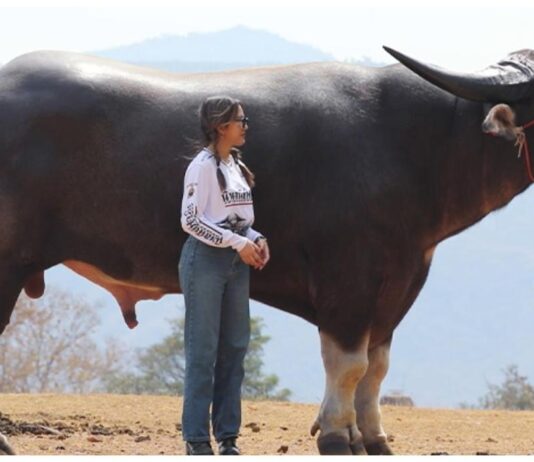 3 வயதில் உலகின் மிக உயரமான எருமை என்ற சாதனையை படைத்த ‘கிங் காங்’!