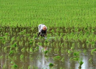 வேளாண்மை சந்தைப்படுத்துதல் கொள்கையை அமல்படுத்த கூடாது: விவசாயிகள் சங்கம் வேண்டுகோள்
