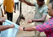 நாகர்கோவில் போக்குவரத்து பணிமனையில் புகுந்த மரநாய்