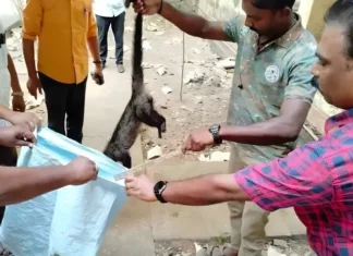 நாகர்கோவில் போக்குவரத்து பணிமனையில் புகுந்த மரநாய்