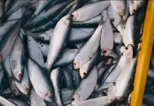 குளச்சல்: துறைமுகத்தில் மீன் வரத்து குறைவு; மீனவர்கள் கவலை