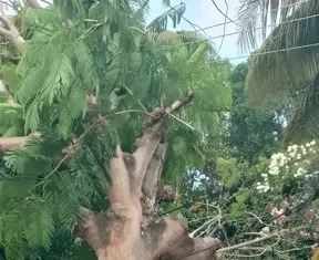 அனந்தமங்கலம்: சாலையோரம் நின்ற மரம் விழுந்ததில் வீடு சேதம்