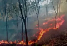 அருமனை: ரப்பர் தோட்டத்தில் பயங்கர தீ