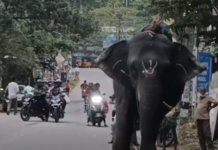 அருமனை: யானை மீது போதையில் தூங்கிய பாகன் – பரபரப்பு