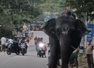 அருமனை: யானை மீது போதையில் தூங்கிய பாகன் – பரபரப்பு