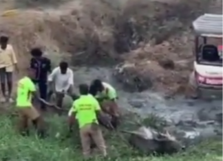 வெள்ளமடம் அருகே சகதியில் சிக்கிய மாடு மீட்பு