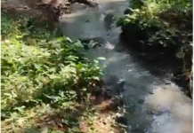 அருமனை: பன்றிக் கழிவுகளால் ரப்பர் தோட்டங்கள் நாசம்