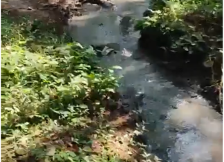 அருமனை: பன்றிக் கழிவுகளால் ரப்பர் தோட்டங்கள் நாசம்