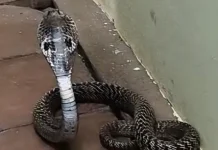 திருவட்டார்: மின்வாரிய அலுவலகத்தில் படமெடுத்தாடிய பாம்பு