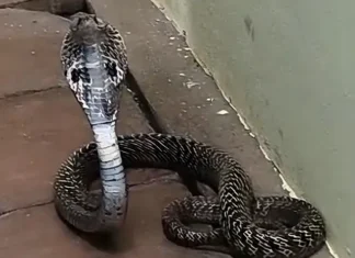 திருவட்டார்: மின்வாரிய அலுவலகத்தில் படமெடுத்தாடிய பாம்பு