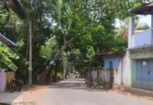 நித்திரவிளை: சாலையில் இடையூறாக மரம் ; அகற்ற கோரிக்கை