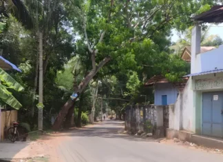 நித்திரவிளை: சாலையில் இடையூறாக மரம் ; அகற்ற கோரிக்கை