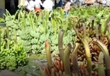 நாகர்கோவிலில் வாழைத்தார்களுக்கு தட்டுப்பாடு