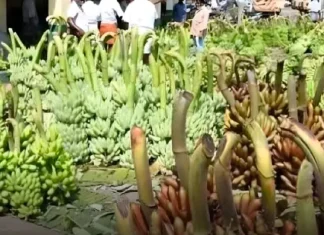 நாகர்கோவிலில் வாழைத்தார்களுக்கு தட்டுப்பாடு