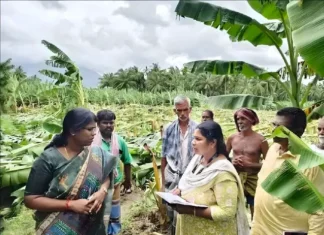 குமரி: சேதமடைந்த வாழைகளை பார்வையிட்ட ஆட்சியர்
