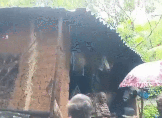 பேச்சிப்பாறை: இரவில் வீடுகளை சேதப்படுத்திய காட்டு யானை