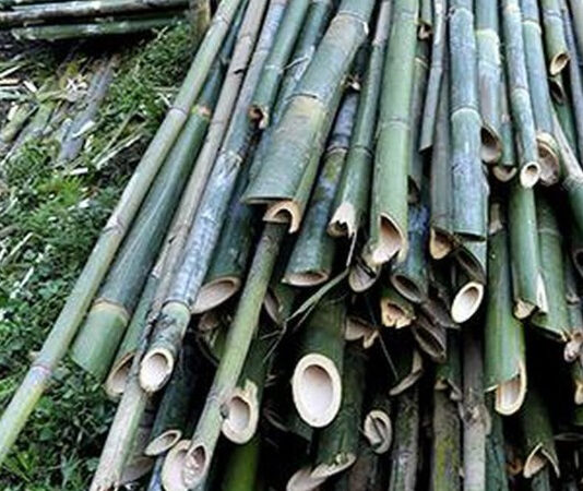 மின் கம்பி உரசி மூங்கில் எரிந்து சாம்பல்: விவசாயிக்கு ரூ.10 லட்சம் இழப்பீடு – மின் ஊழியர்களுக்கு உத்தரவு