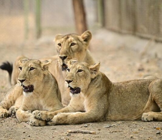 இந்தியாவில் ஆசிய சிங்கம் எண்ணிக்கை 891 ஆக உயர்வு