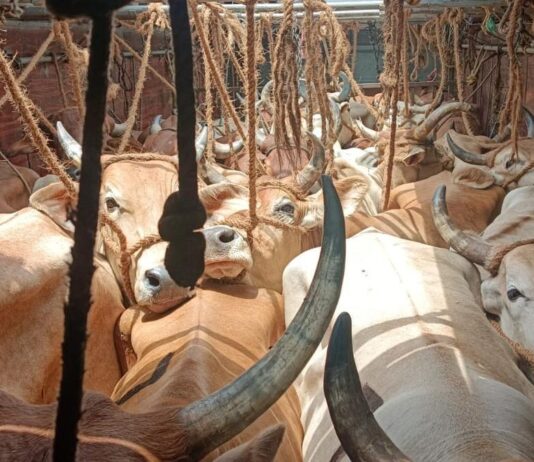 ஜார்க்கண்டில் கடத்த முயன்ற 200 பசுக்கள் மீட்பு