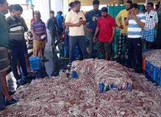 குளச்சல்: விசைப் படகில் கணவாய் மீன்கள் குவிந்தது