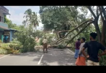 நாகர்கோவில்: காற்றில் மரம் விழுந்து போக்குவரத்து பாதிப்பு