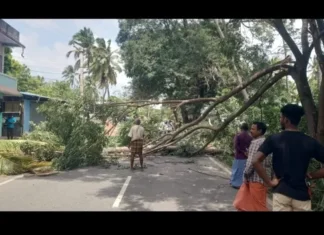 நாகர்கோவில்: காற்றில் மரம் விழுந்து போக்குவரத்து பாதிப்பு