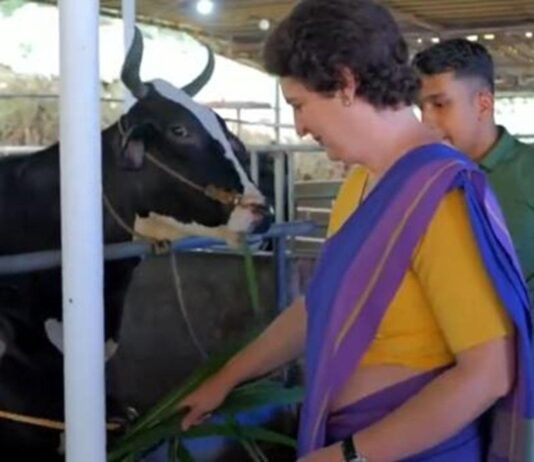 கேரளாவில் ஆலியா பட் பசுவை பார்வையிட்ட பிரியங்கா காந்தி