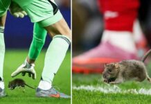 மைதானத்துக்குள் புகுந்த எலியால் கால்பந்து போட்டி நிறுத்தம்