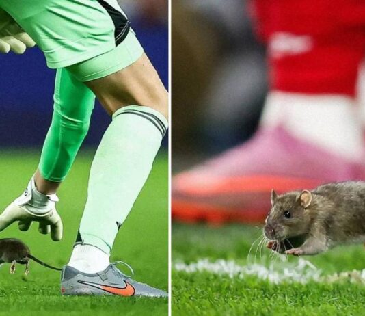 மைதானத்துக்குள் புகுந்த எலியால் கால்பந்து போட்டி நிறுத்தம்