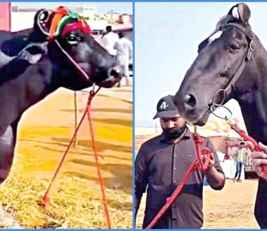 ராஜஸ்தான் மாநிலம் புஷ்கர் கண்காட்சியில் ரூ.23 கோடி எருமை, ரூ.15 கோடி மதிப்புள்ள குதிரை பங்கேற்பு