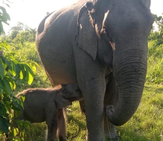பெண் யானைக் குட்டிக்கு பாடகர் ஜூபின் பாடலின் பெயர்