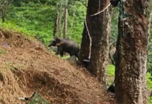 கோதையாறு: மீண்டும் காட்டு யானை; பொதுமக்கள் அச்சம்