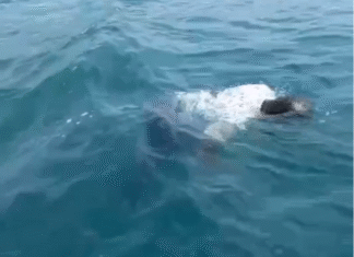 தேங்காபட்டணம்: கடலில் மிதந்த சடலம்; வீடியோ வைரல்