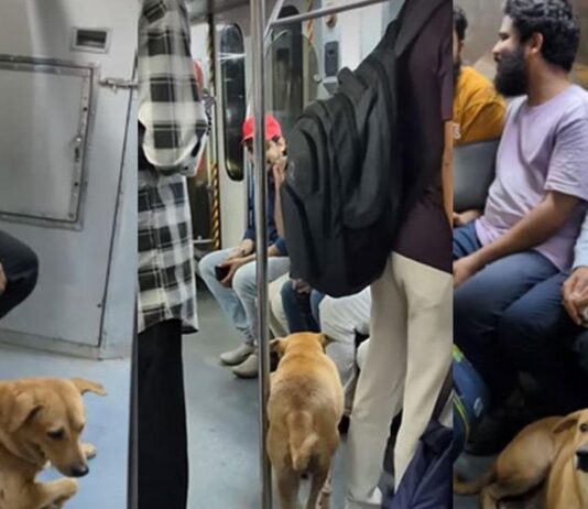 தீபாவளி பட்டாசு சத்தம், புகையால் தொந்தரவு மெட்ரோ ரயிலில் நாய் தஞ்சம்