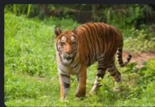 குலசேகரம்: ஊருக்குள் புலி நடமாட்டம் – மக்கள் பீதி