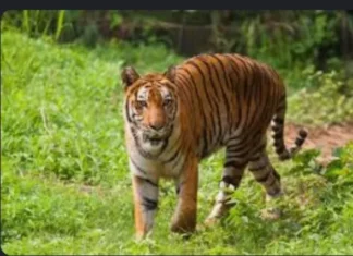 குலசேகரம்: ஊருக்குள் புலி நடமாட்டம் – மக்கள் பீதி