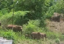குமரி மலைப்பகுதிக்கு இடம் பெயரும் கேரளா யானை கூட்டம்