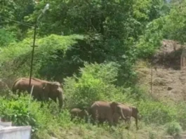 குமரி மலைப்பகுதிக்கு இடம் பெயரும் கேரளா யானை கூட்டம்