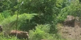 குமரி மலைப்பகுதிக்கு இடம் பெயரும் கேரளா யானை கூட்டம்