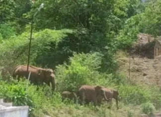 குமரி மலைப்பகுதிக்கு இடம் பெயரும் கேரளா யானை கூட்டம்