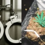 குமரியில் கஞ்சா வழக்கில் 465 பேர் கைது