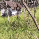 ஆற்றூர்: ராமநல்லூர் காவு கோவில் சீரமைக்க கோரிக்கை