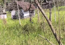 ஆற்றூர்: ராமநல்லூர் காவு கோவில் சீரமைக்க கோரிக்கை