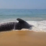 குமரி: மீன் பிடி வலையில் சிக்கிய இறந்த திமிங்கலம்