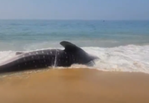 குமரி: மீன் பிடி வலையில் சிக்கிய இறந்த திமிங்கலம்