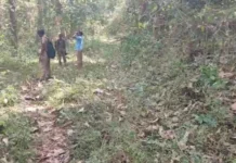 குமரி: புலிகள் கணக்கெடுப்பு பணிகள் துவக்கம்