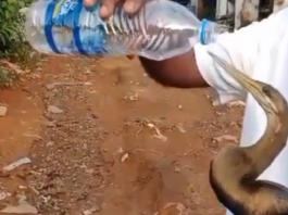 குலசேகரம்: அலகில் நூல் சிக்கி உயிருக்கு போராடிய பறவை