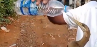 குலசேகரம்: அலகில் நூல் சிக்கி உயிருக்கு போராடிய பறவை